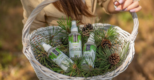 Gjilpëra pishe të bardhë Pinus sylvestris dhe Ujë Organik Pishë e Bardhë Hydrolina