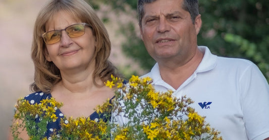 Lule e Shën Gjonit Hypericum perforatum e vjelë nga familja Ralchevi