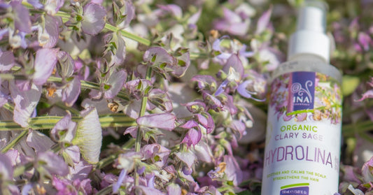 Sherebela muskatore Salvia sclarea dhe Ujë Organik Sherebele Hydrolina